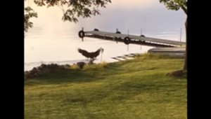 VIDEO: Krutý zákon prírody. Orol sa vrhol na mladú srnku v jazere