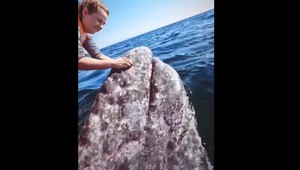 Keď sa sen stane skutočnosťou...