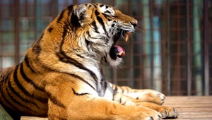 Úrady taja informácie o alarmujúcich úmrtiach tigrov