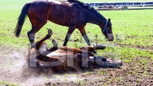 Zahnal kone pod kolesá vlaku konkurenčný boj?