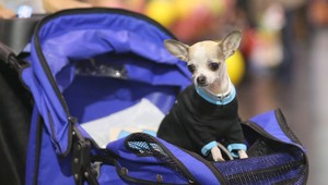 Neuveriteľné! Čivava za volantom spôsobila nehodu