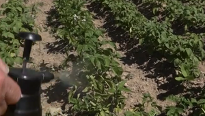 Neznámy páchateľ zničil úrodu zemiakov postrekom, škoda presahuje tisíce eur