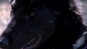 Obrovské víťazstvo pre psy na Slovensku: Pernamentné uväzovanie je zakázané