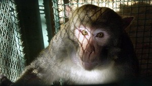 Opica uniesla dieťa a potom ho zabila! :(