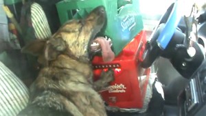 VIDEO: Policajti zachránili život trom psom, vyslobodili ich zo zamknutého auta