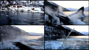 Rybári chytali ryby, vyrušili ich vráskavce dlhoplutvé