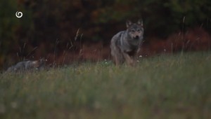 Prírodné divadlo pod oknami poľovníka: V slovenskej obci sa odohral boj vlka s jelenicou