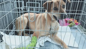 Falošné milosrdenstvo: Podvodníci zneužili zbierku pre raneného psíka