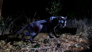 Unikátna šelma prvýkrát pred objektívom po sto rokoch