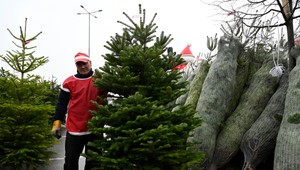 Vianoce sú za dverami. Viete, ako udržať vianočný stromček svieži?