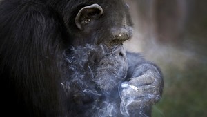 Šimpanz zo Severnej Kórey vyfajčí krabičku cigariet denne