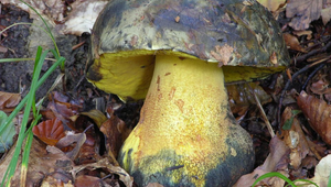 Zbierate huby? Za niektoré vám hrozí pokuta až 10-tisíc eur