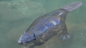 VIDEO: Elektráreň na Zelenom plese odstavil bobor