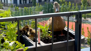 VIDEO: Divá kačica sa rozhodla hniezdiť na balkóne paneláku. Na svet tam prišlo 6 mláďat