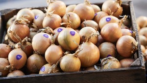 5G cibuľa je tu: Testy ukázali, že je oveľa chutnejšia ako bežná