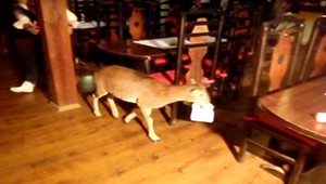 Muflónka Sisa v reštaurácii. Pozrite sa, ako sa jej tu páčilo!