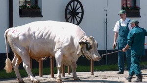 Muža (53) napadol býk. Prípad preveruje polícia