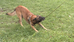 Polícia rieši útok psa na chlapca v Ružinove, majiteľ i rodičia sa obviňujú navzájom