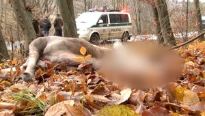 Stret s jelenicou. Lucia (22) má dorezanú tvár