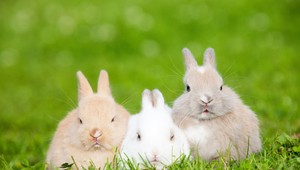 Nebezpečný vírus ničí populáciu zajacov, hrozí kolaps biodiverzity