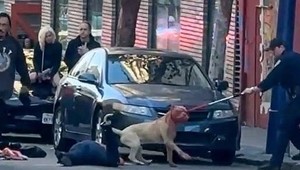 Pitbull zaútočil na ženu priamo na ulici. Skončila v kritickom stave