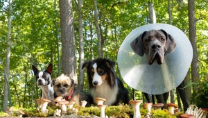 Psi sa museli naučiť ignorovať všetkých okrem svojho trénera! Takto vyzerala PSIA JAZDA