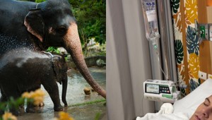 Pozor na zimnú exotiku v Thajsku: Dovolenkárku zabil slon, v nemocnici skončil aj slovenský zabávač!