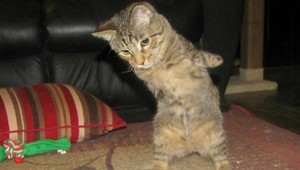 VIDEO. Táto mačička dokáže chodiť aj po dvoch