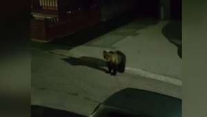 VIDEO: Túto obec si medveď obľúbil. Obyvatelia majú strach