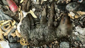 Muž zo Sečoviec kladivom ubil na smrť dvojmesačné šteniatko