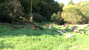 Polícia prešetruje nelegálne vyrúbanie desiatok stromov. Majiteľka pozemku sa bráni tým, že chce predísť nehode