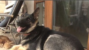 Dôchodkyňa postrelila 10-mesačného psa, ktorý patrí susede. Polícii to aj priznala