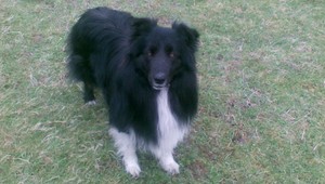 Stratila sa nám border kólia Dyno, nevideli ste ju?