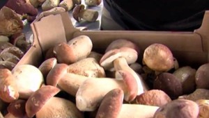 Hubárska sezóna sa rozbehla, partia prišla z lesa s rekordným úlovkom