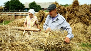 Extrémne suché leto pochovalo takmer 352-tisíc ton obilia