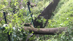 Silný dážď narobil problémy aj v Žiline: 20 metrový orech vyvrátilo, spadol na strechu a do záhrad