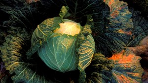 Nebezpečná kyslá kapusta? Uvoľňuje oxid uhličitý