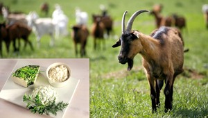 Encefalitída z kozieho syra? Nakazilo sa už päť ľudí