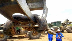 VIDEO: V Brazílii našli najväčšiu anakondu na svete