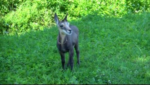 Turisti našli v Slovenskom raji zatúlané kamzíča. Skončí v ZOO?