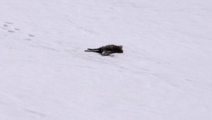 Nepríjemný pohľad z lanovky. Na jazere ležalo mŕtve telo