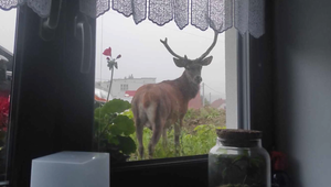 Muž nelegálne ulovil jeleňa a predal ho. Hrozilo mu väzenie až na 5 rokov