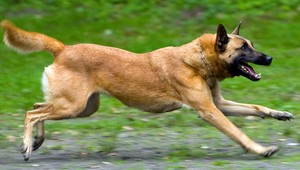 Zúrivý pes zaútočil na Michala (10), zahryzol sa mu do ruky a pery