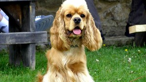 Hľadáme kokeršpaniela Lukasika, stratil sa v okolí Košice-Šaca!