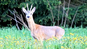 Pre dve dievčatá sa prechádzka zmenila na boj o život, dobodané od srnca skončili na chirurgii