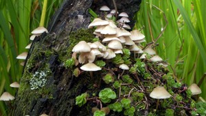 Ohrozujú svet vražedné huby? Viac ako 30 krajín čelí epidémii