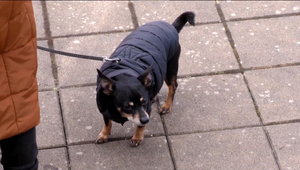 Na prekročenie hraníc so zvieratami budú potrebné viaceré dokumenty