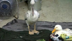 Kamaráti na život a na smrť. Pelikán pomáha kačke bez nohy