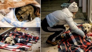 Opustených psov v Istanbule ukryli pred mrazmi v nákupných centrách