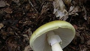 Bratislavskí infektológovia hlásia 4 otravy hubami len za víkend!  Takto vyzerajú príznaky,ak zjete smrtiacu hubu